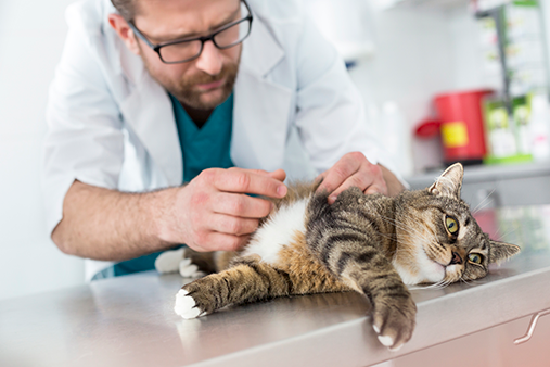 Veterinär och en katt